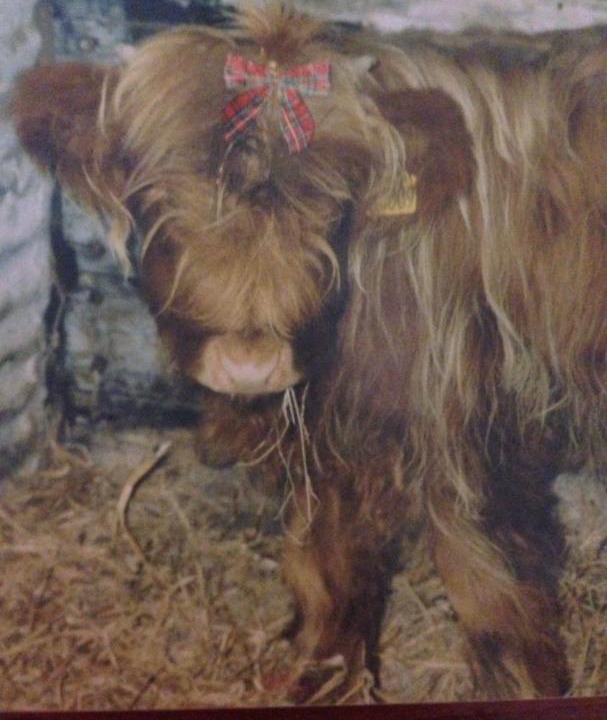 Photo of Others in Laurencekirk