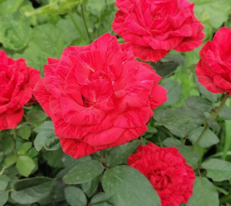 Photo of Others in Leninsky District