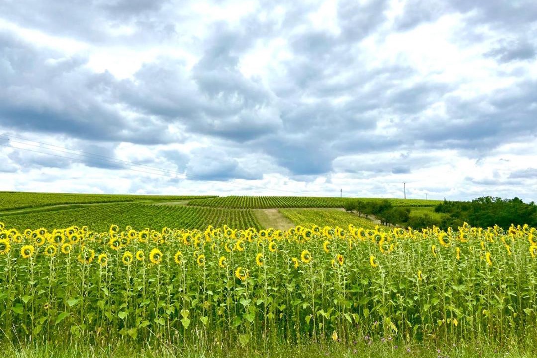 Photo of Others in Pouille