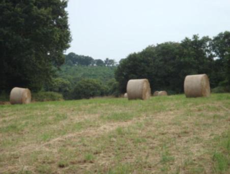 Photo of Others in Kerien