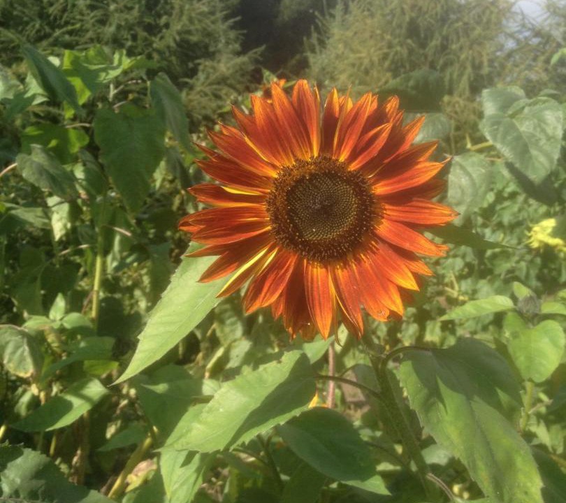 Photo of Outdoor in Give