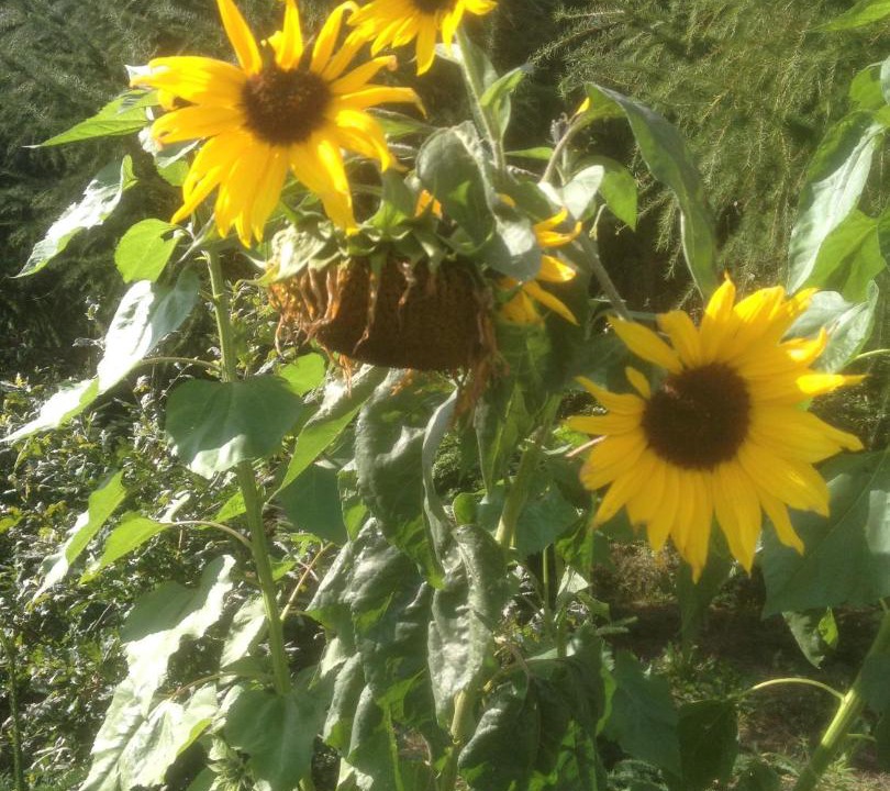 Photo of Outdoor in Give