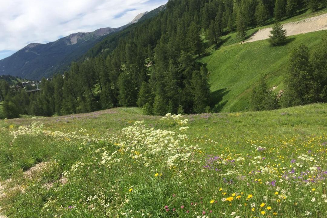 Photo of Others in Allos