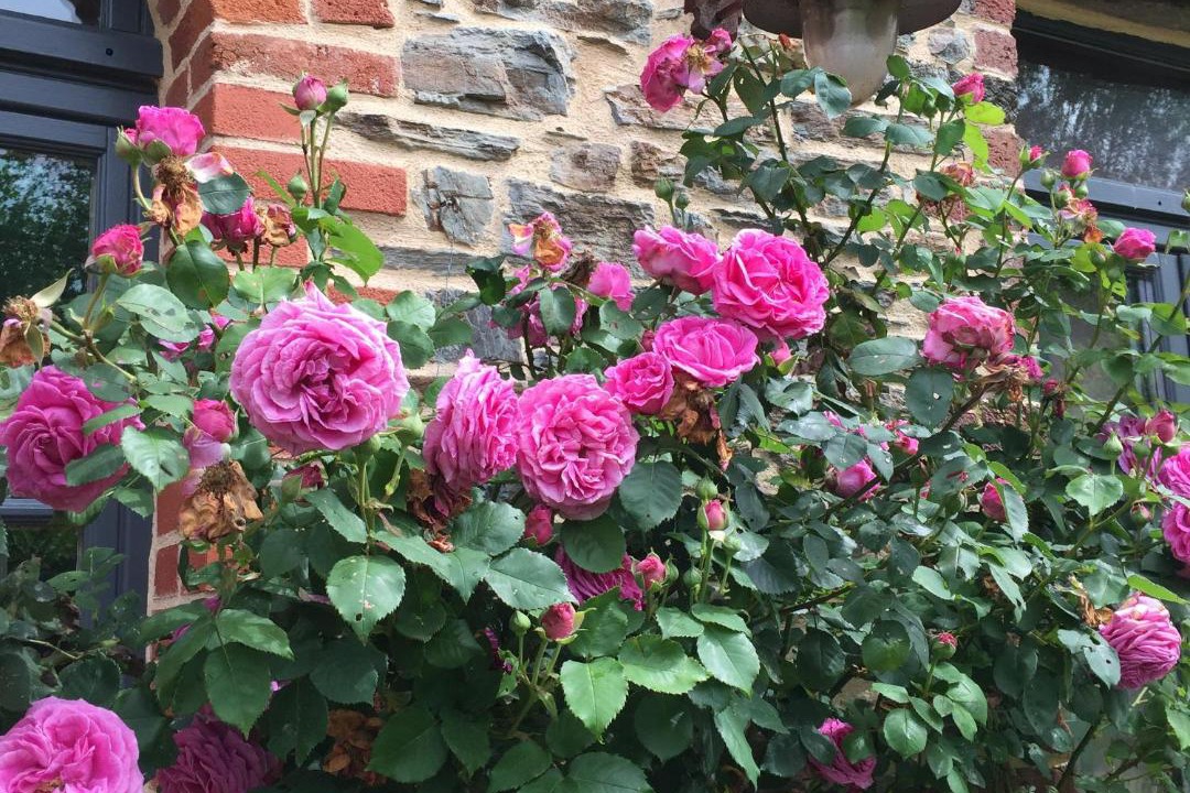 Photo of Others in Plechatel