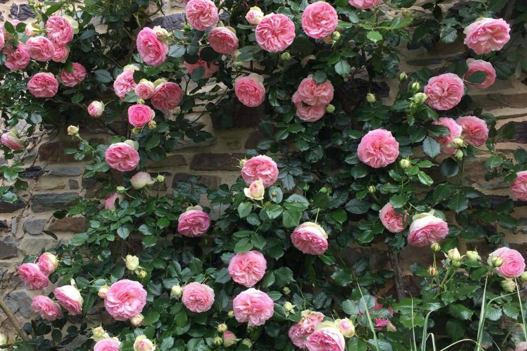 Photo of Outdoor in Plechatel