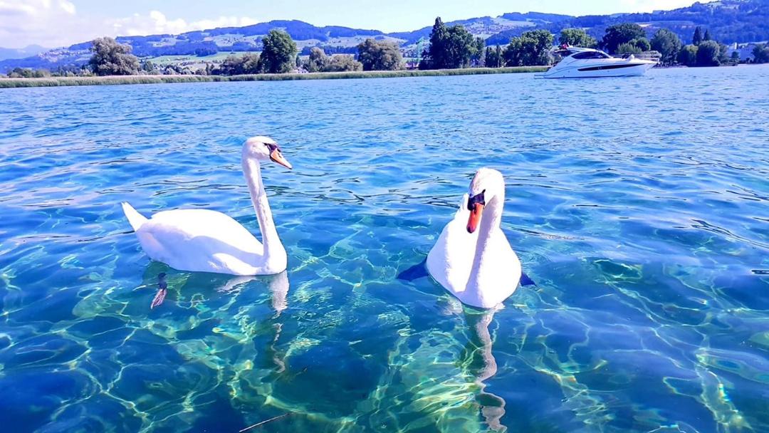 Photo of Others in Arbon
