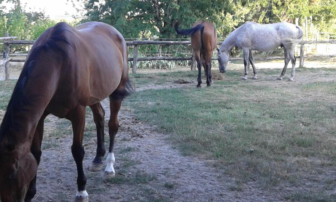 Photo of Human In Picture in Pailloles