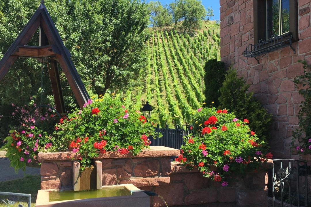 Photo of Others in Mittelwihr