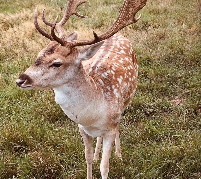 Photo of Others in La Chapelotte