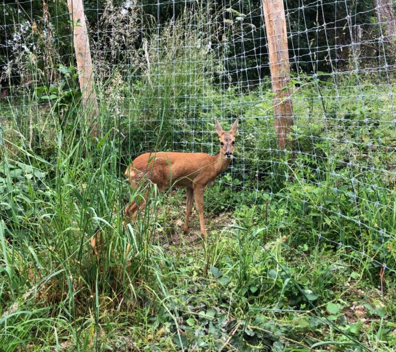 Photo of Others in La Chapelotte