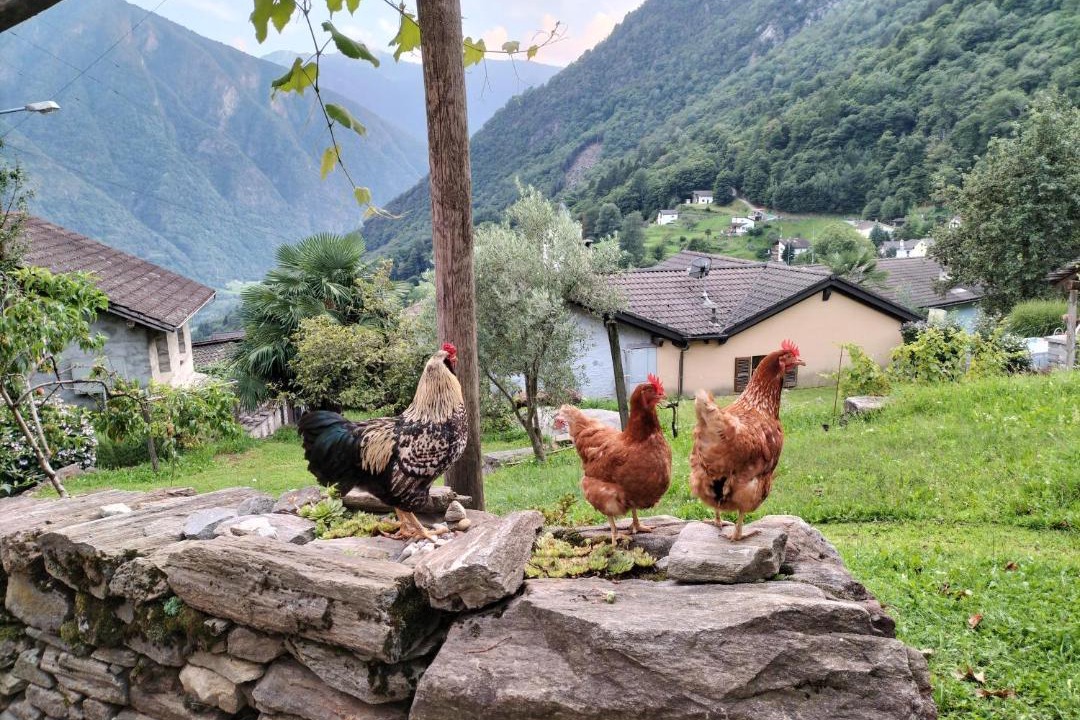 Photo of Others in Verdabbio