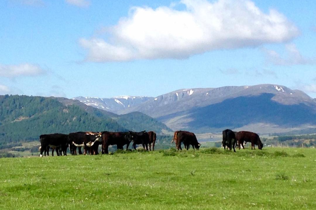 Photo of Others in Newtonmore