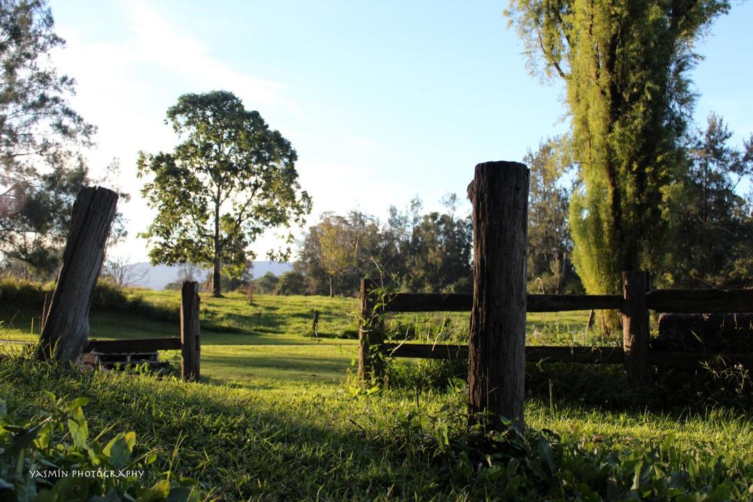 Photo of Others in Bellingen