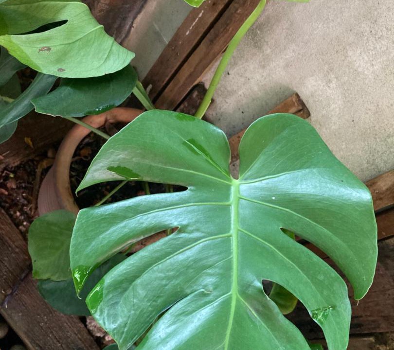 Photo of Others in Kampung Permatang Sireh