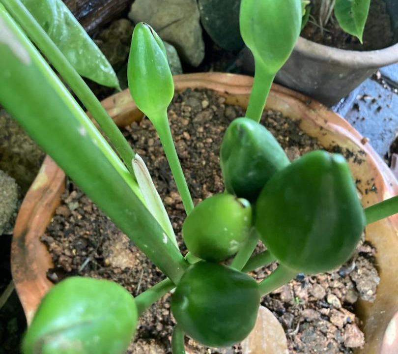 Photo of Others in Kampung Permatang Sireh