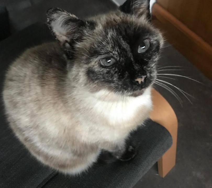 Photo of Others in Montauban-de-Bretagne