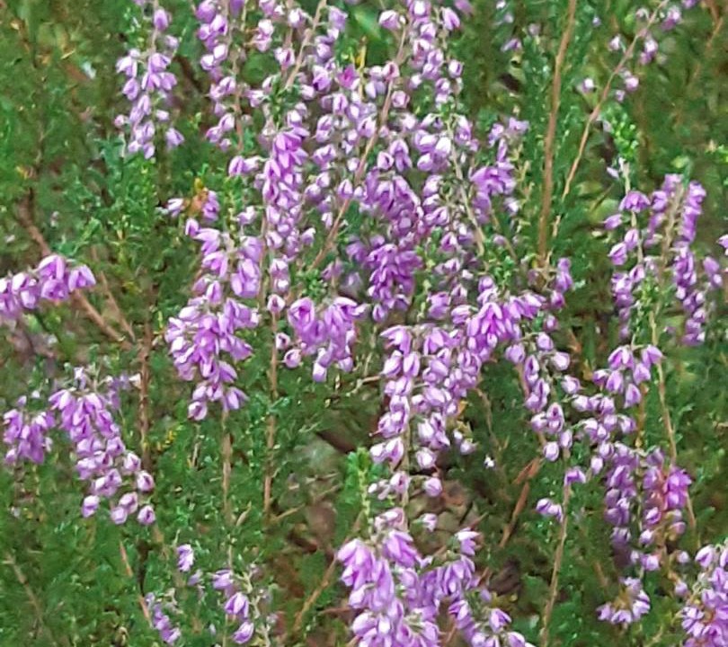 Photo of Others in Insch