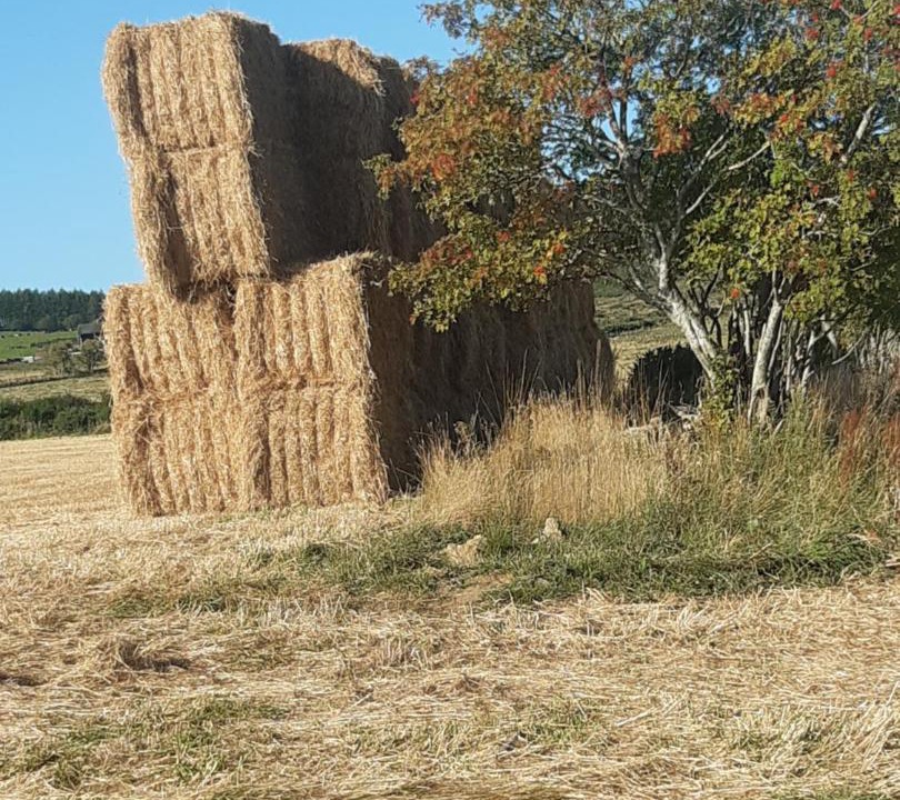 Photo of Others in Insch