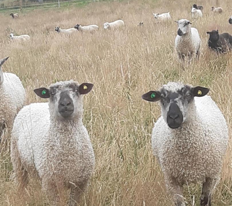 Photo of Others in Insch