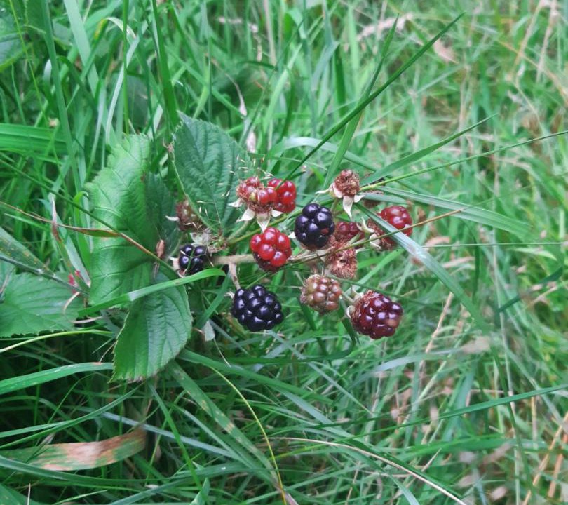 Photo of Others in Insch