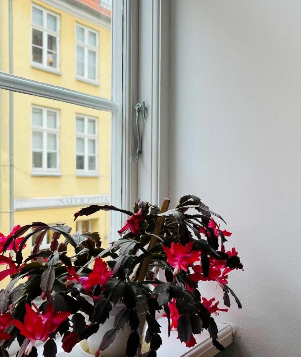 Photo of Others in Copenhagen City Centre