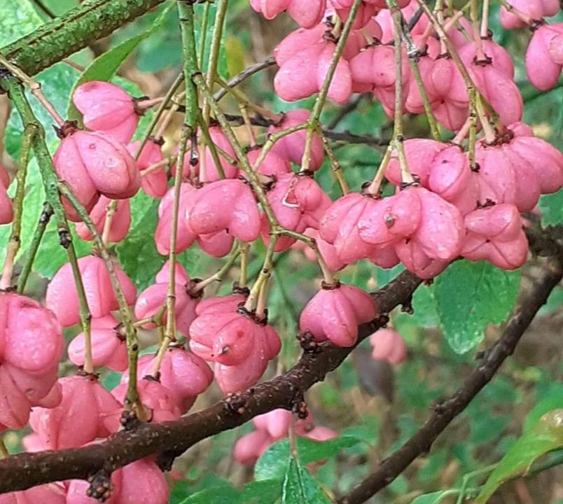 Photo of Patio Balcony in Simard