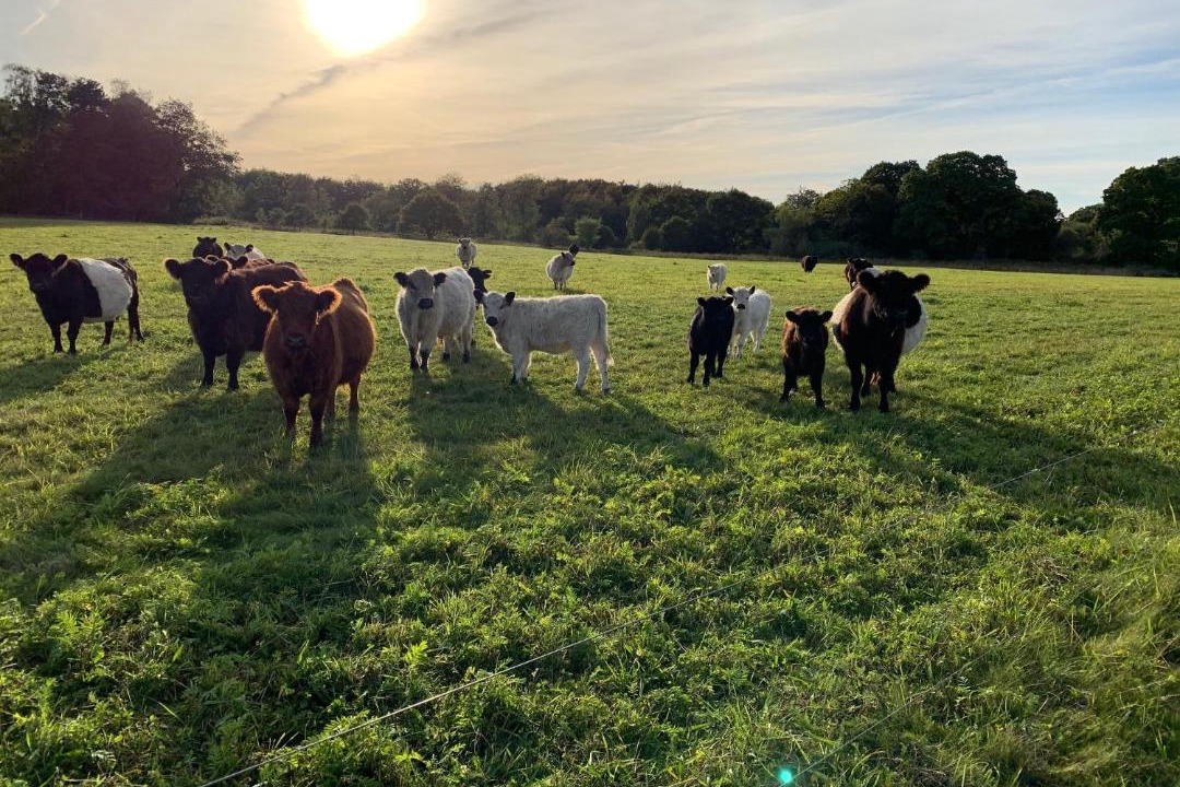 Photo of Others in Roneklint