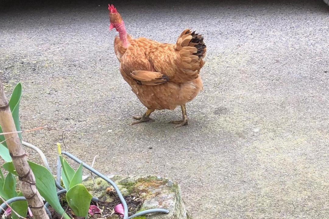 Photo of Others in Corre