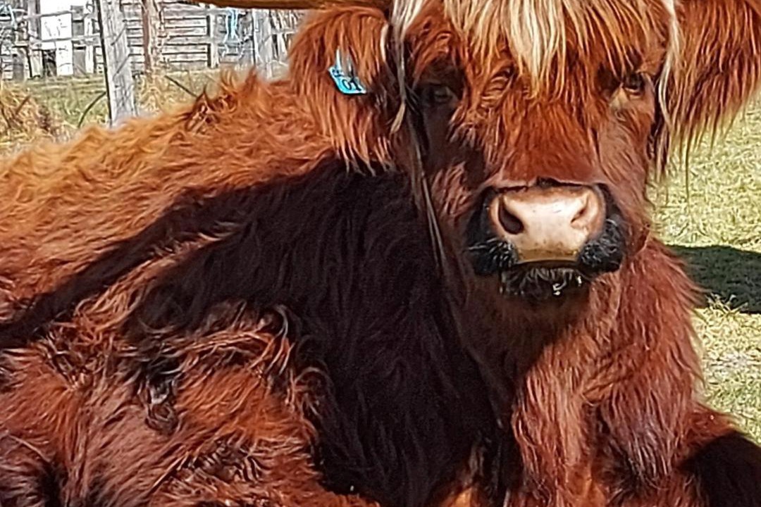 Photo of Others in Dalveen