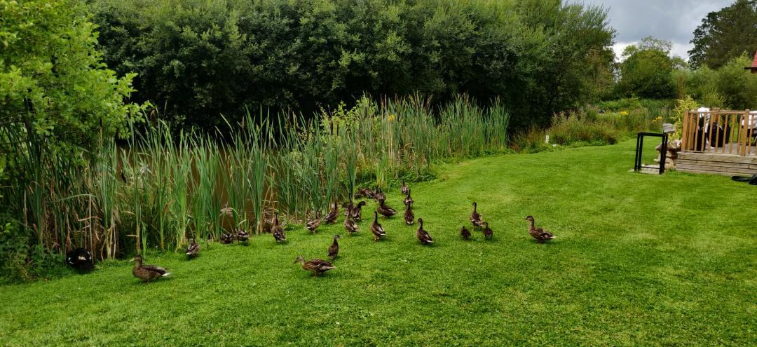 Photo of Others in Welsh Frankton