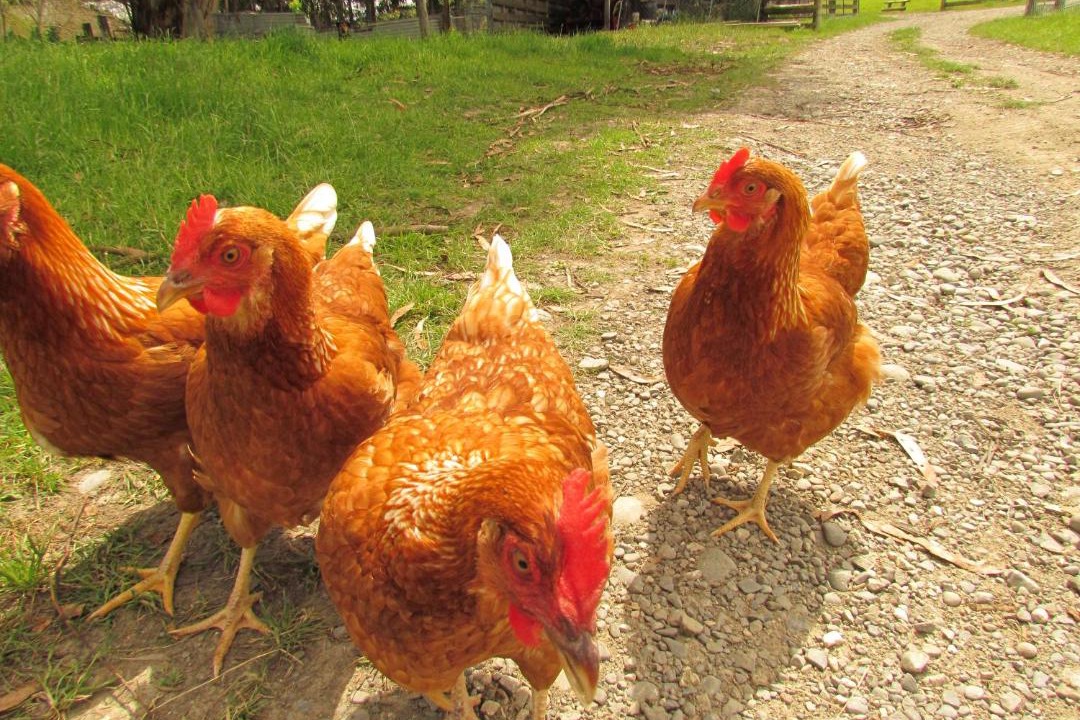 Photo of Others in Waiau