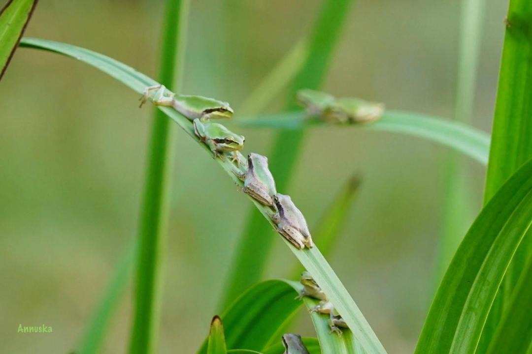 Photo of Others in Sainte-Nathalene