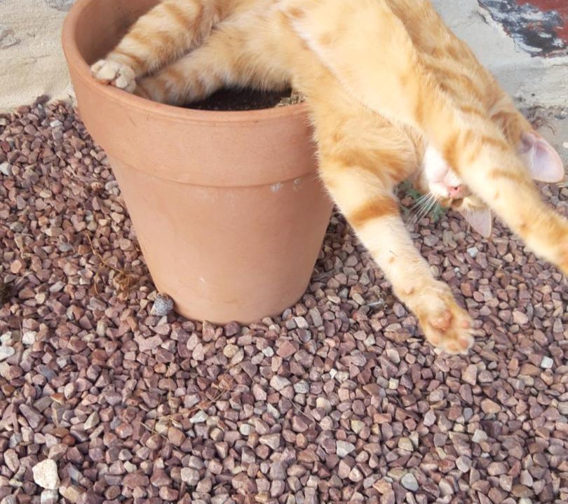 Photo of Others in Sarceaux