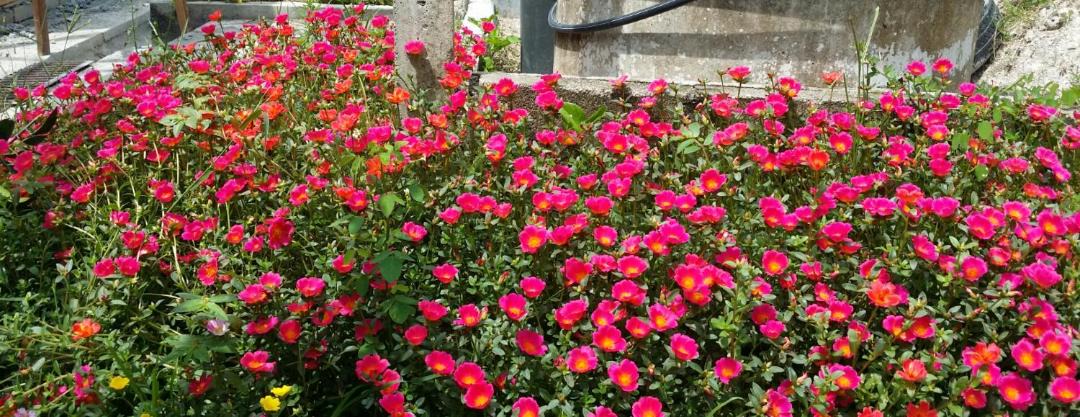 Photo of Others in Kampung Kuala Serdang