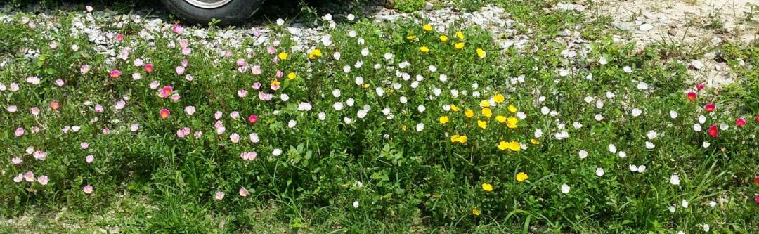 Photo of Others in Kampung Kuala Serdang