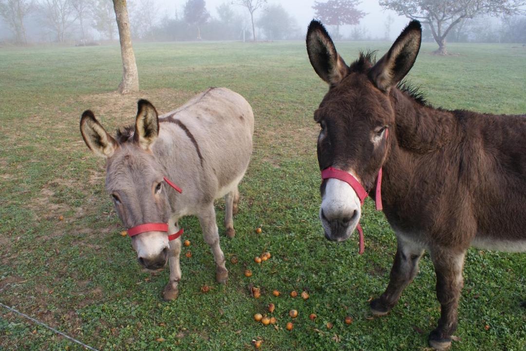 Photo of Others in Saint-Orens
