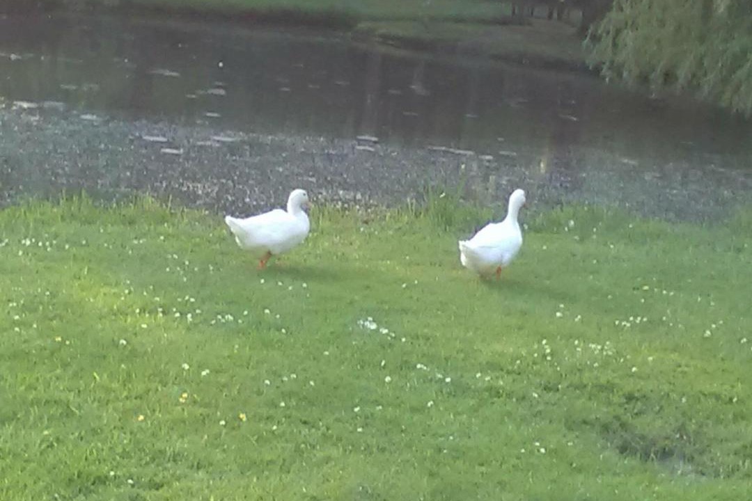 Photo of Others in Joue En Charnie