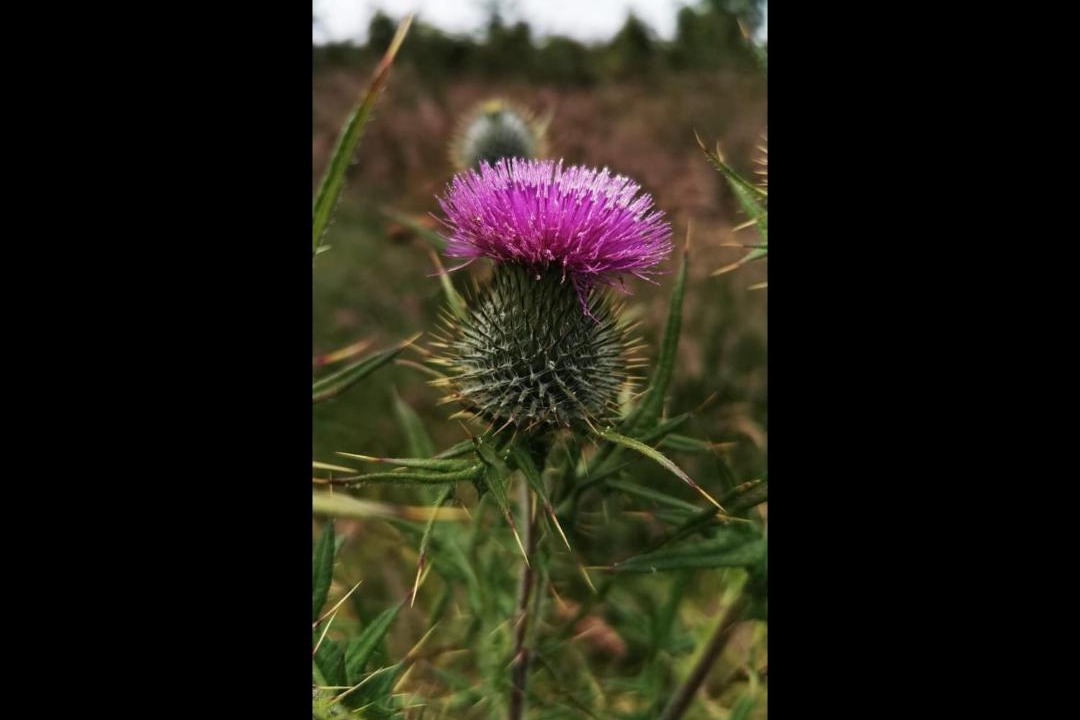 Photo of Others in North Watten