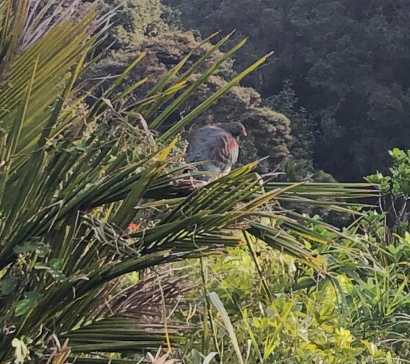 Photo of Others in Muriwai