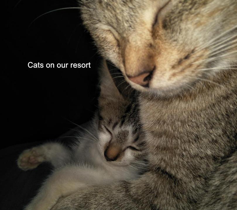 Photo of Others in Sewon