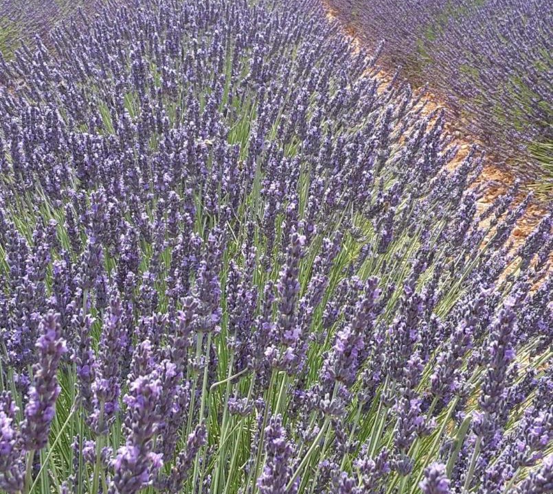 Photo of Others in Mezel