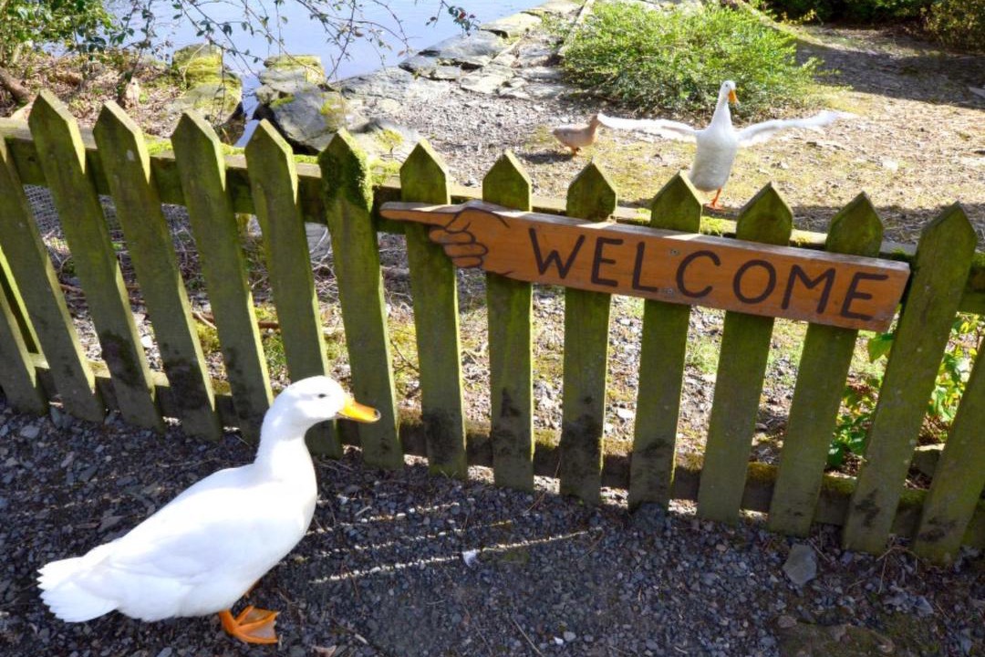 Photo of Buildings in Rhayader