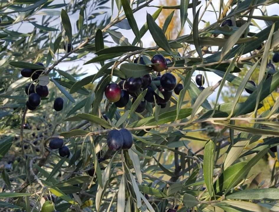 Photo of Others in Saint-Remeze