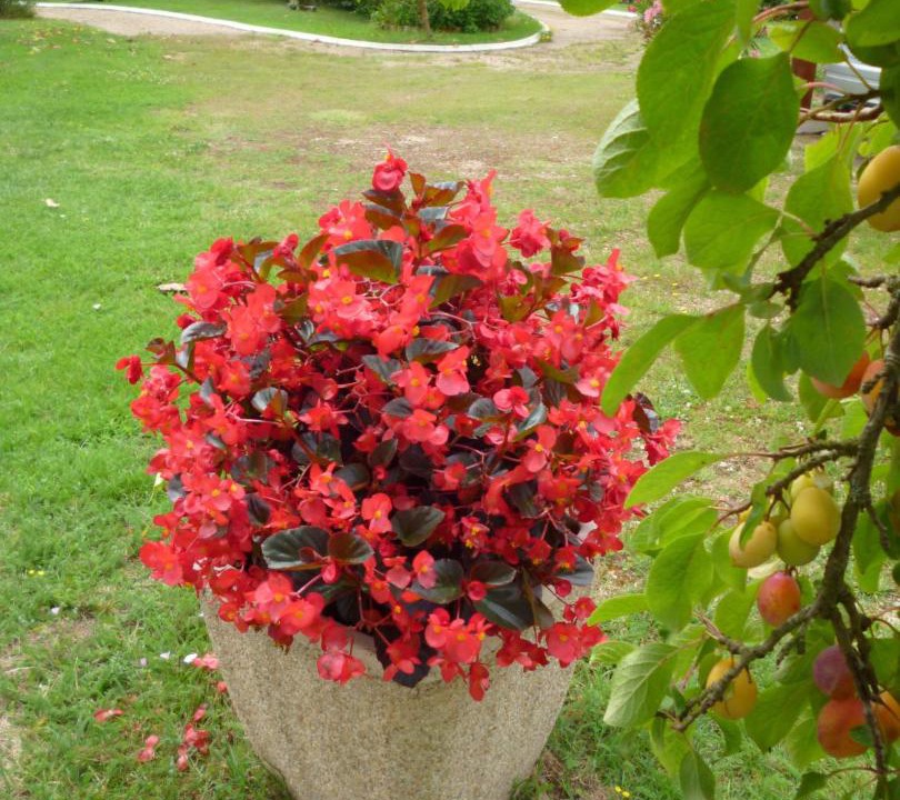 Photo of Others in Le Pizou