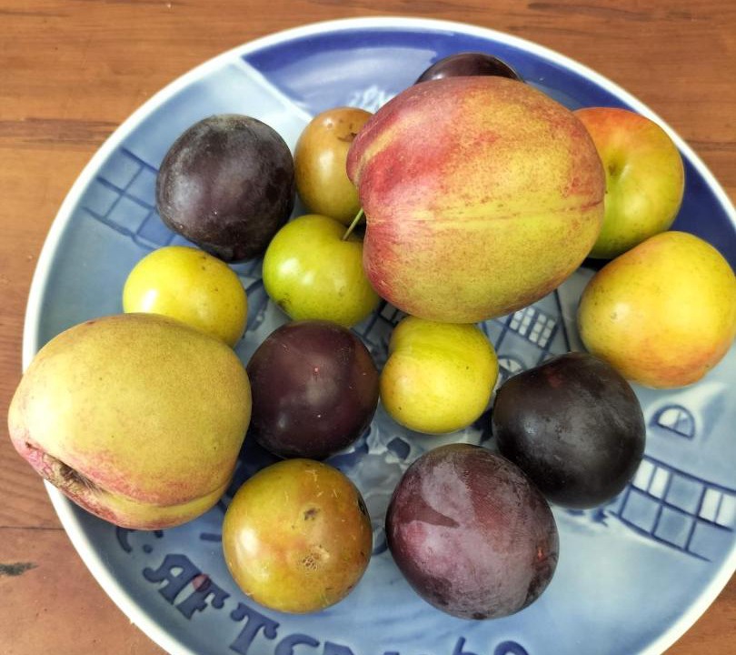 Photo of Others in Te Pahu