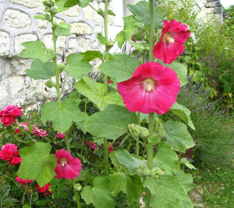 Photo of Others in Beaumont-en-Veron