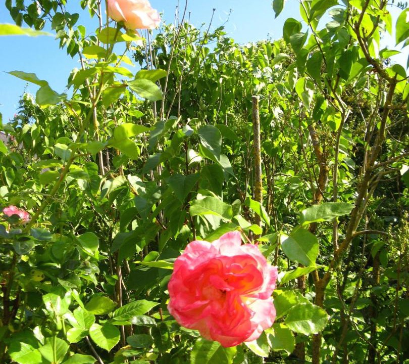 Photo of Others in Beaumont-en-Veron