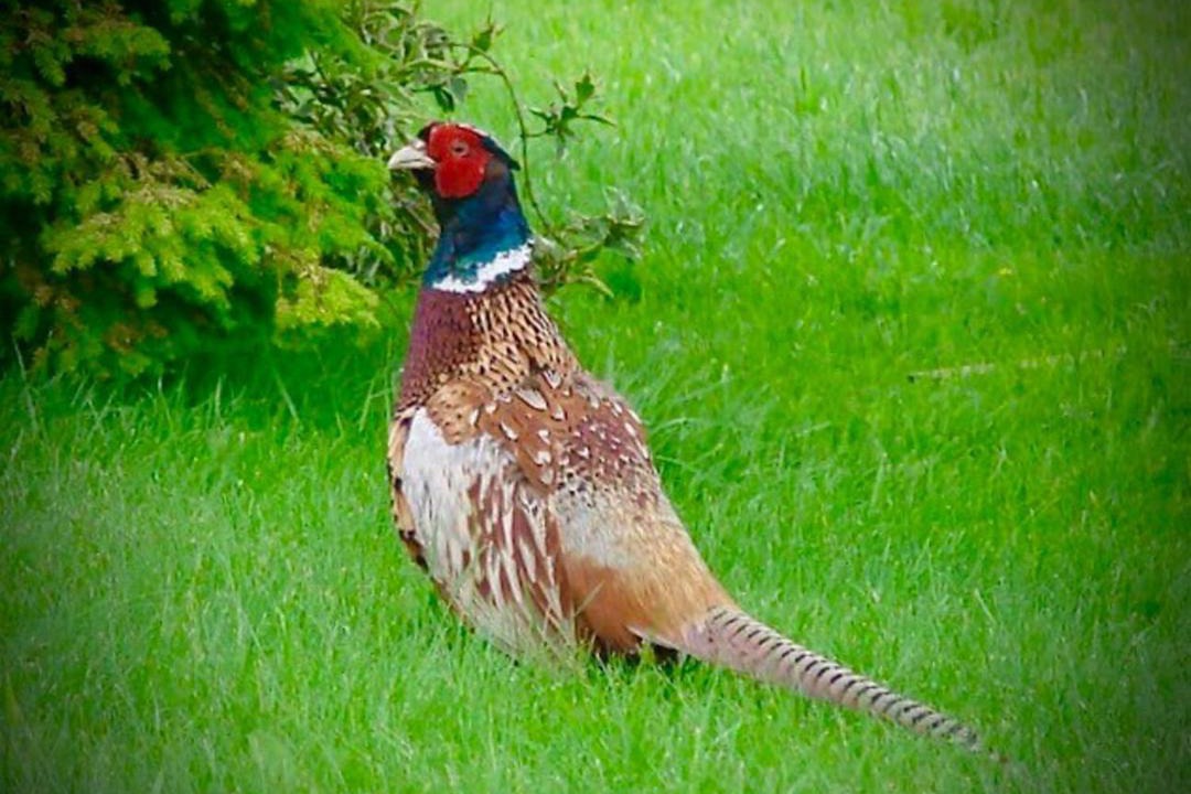 Photo of Others in Macclesfield