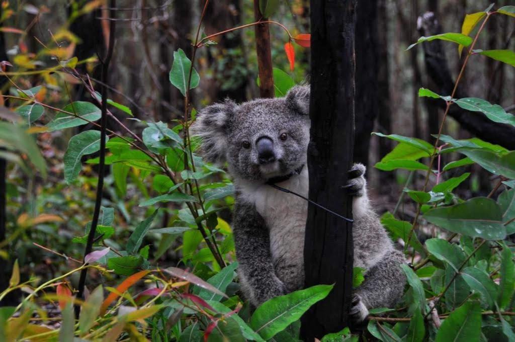 Photo of Others in Bilpin