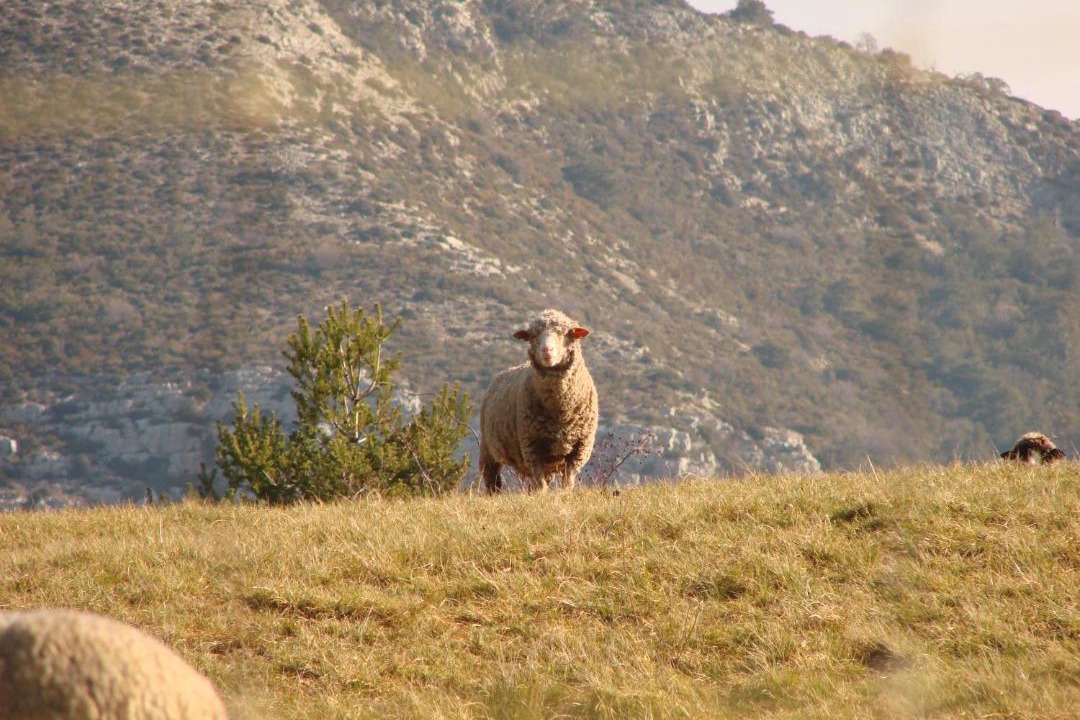 Photo of Others in La Roque-Esclapon